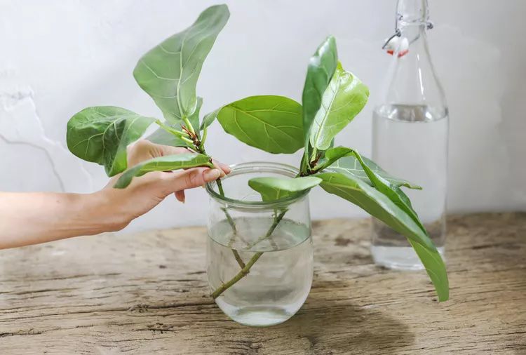 SPR how to propagate fiddle leaf fig 7375073 Part 02 Step 02 9282e544e8c9444bb08477d24812b510 74f22f2768b54ff09f737be71a3899fb