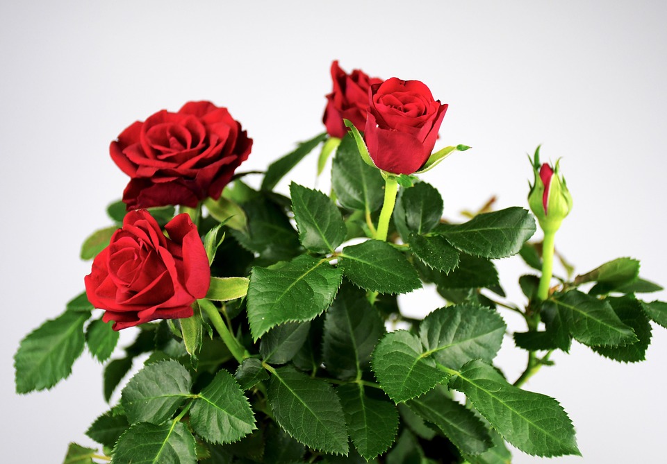roses 6697967 960 720
