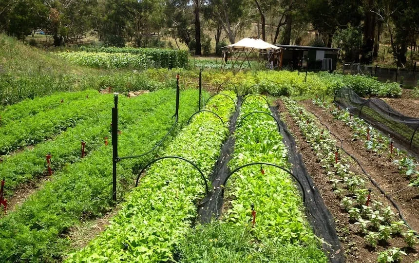 Crop Succession Planting