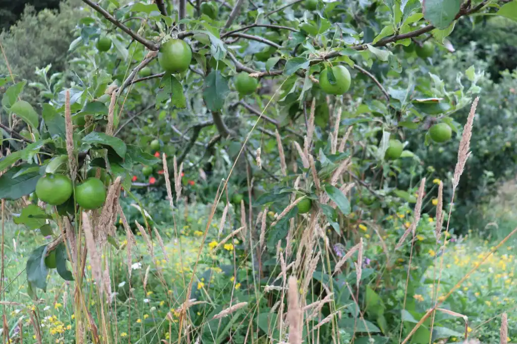 ORCHARD HERBAL LEY Diversity in the orchard groundcover granny smith apple with long grass clover comfrey yarrow and lotus major
