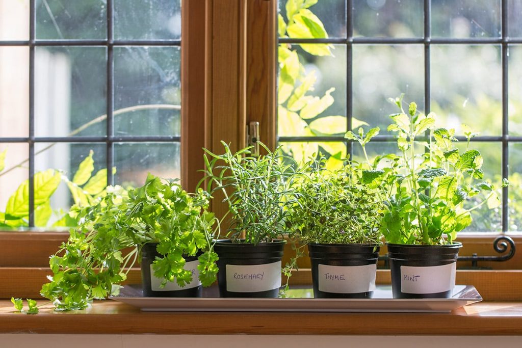 ww huntsville ww plant herbs 1024x683 1