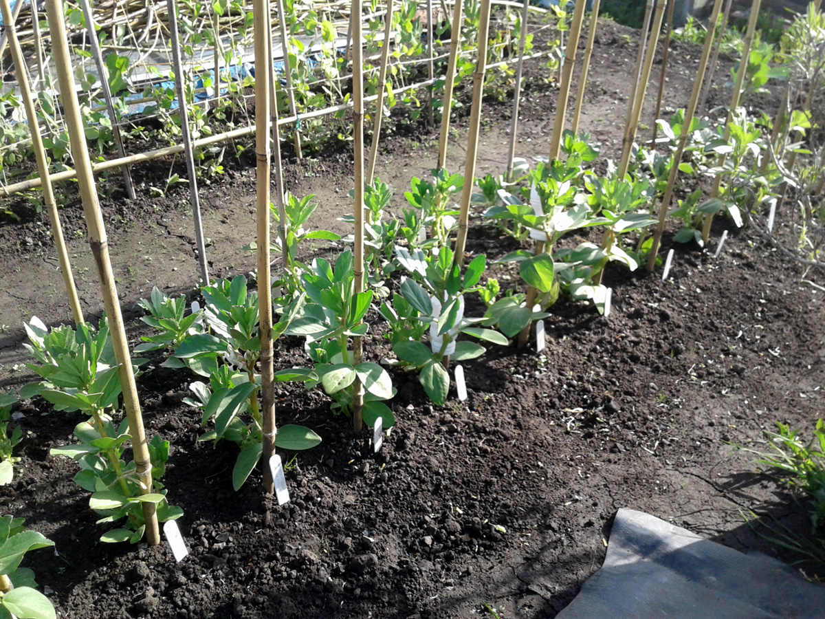 20170513 spring broad beans