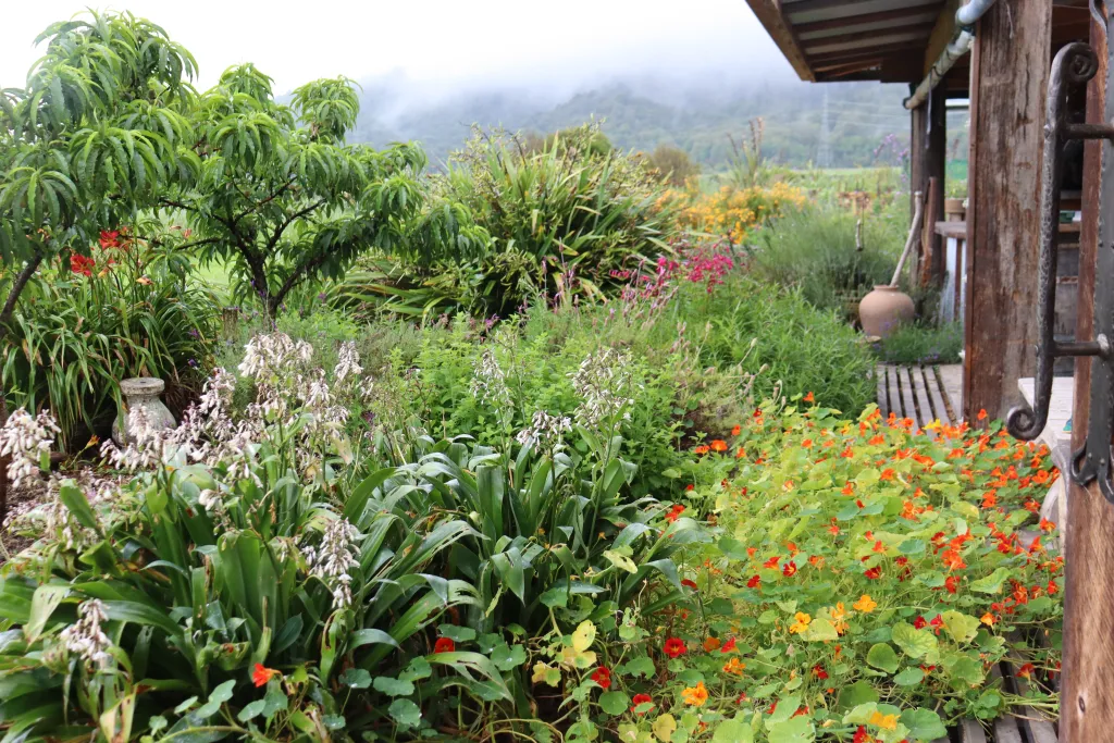 Easycare and beautiful. Perennial border with herbs companion flowers and dwarf peaches Edible Backyard NZ