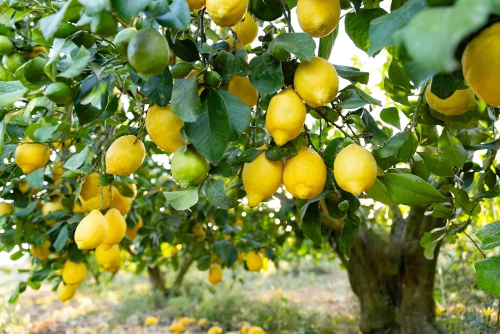 lemon tree