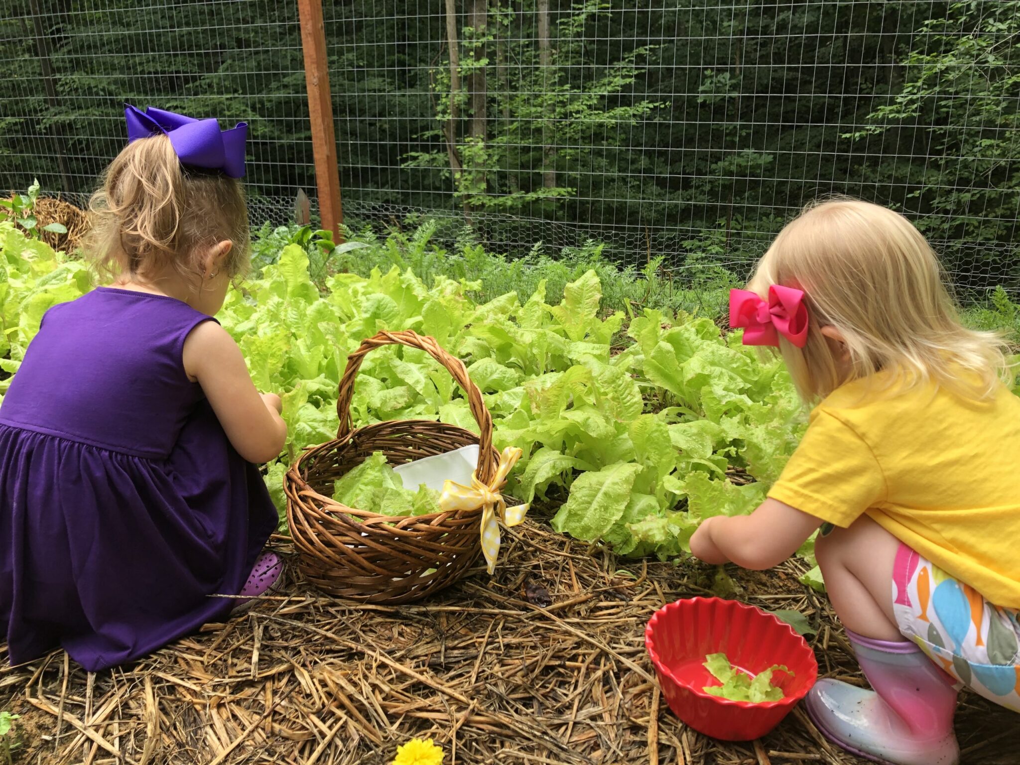 Friends picking lettuce scaled 1