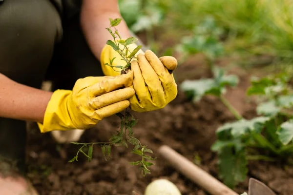 Planting min