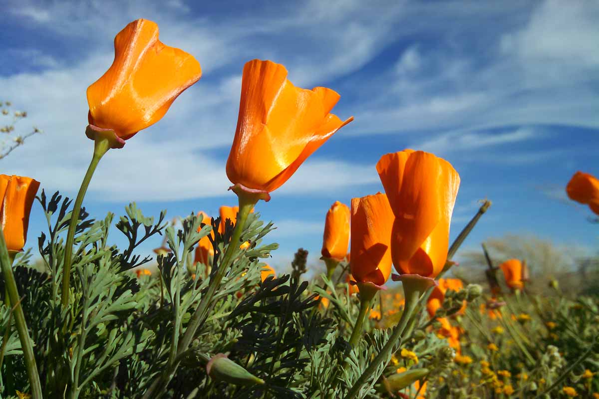 How to Grow California Poppies Feature