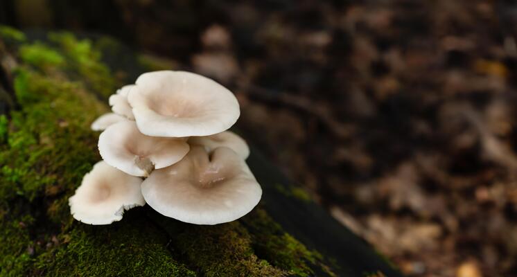 wild pleurotus ostreatus oyster mushrooms growing on a moss covered fallen tree trunk in the forest photo