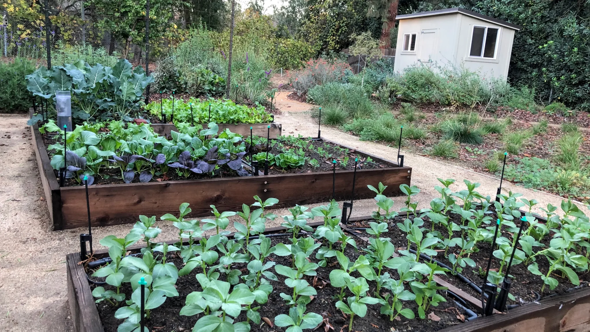 223cceee 8274 458b 9a9c f0d180c0e2c2 Raised garden beds after recent rains Nov. 15 2021 K. Grant