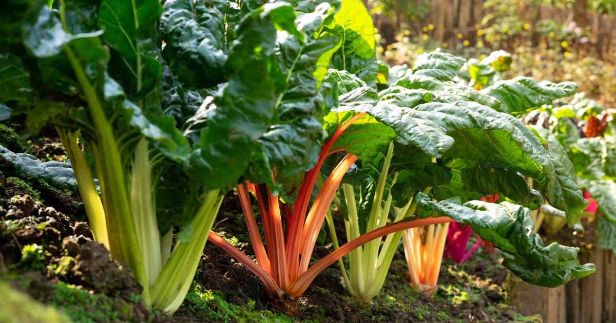 How to Plant and Grow Swiss Chard FB