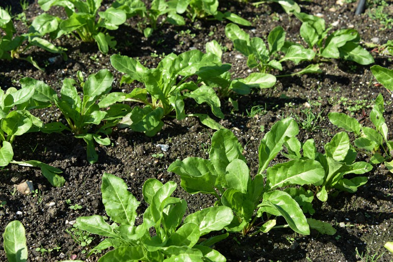 spinach perpetual 002