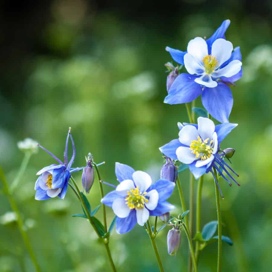 188266 ttlid 1768 non stop bloomers you need t1