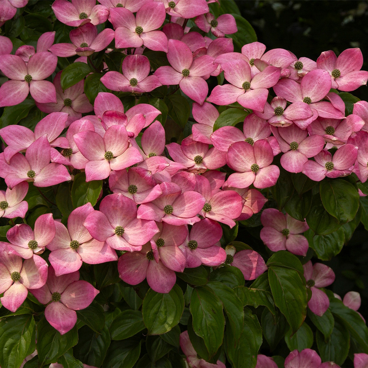 Cornus Kousa Miss Satomi 0009906 95628