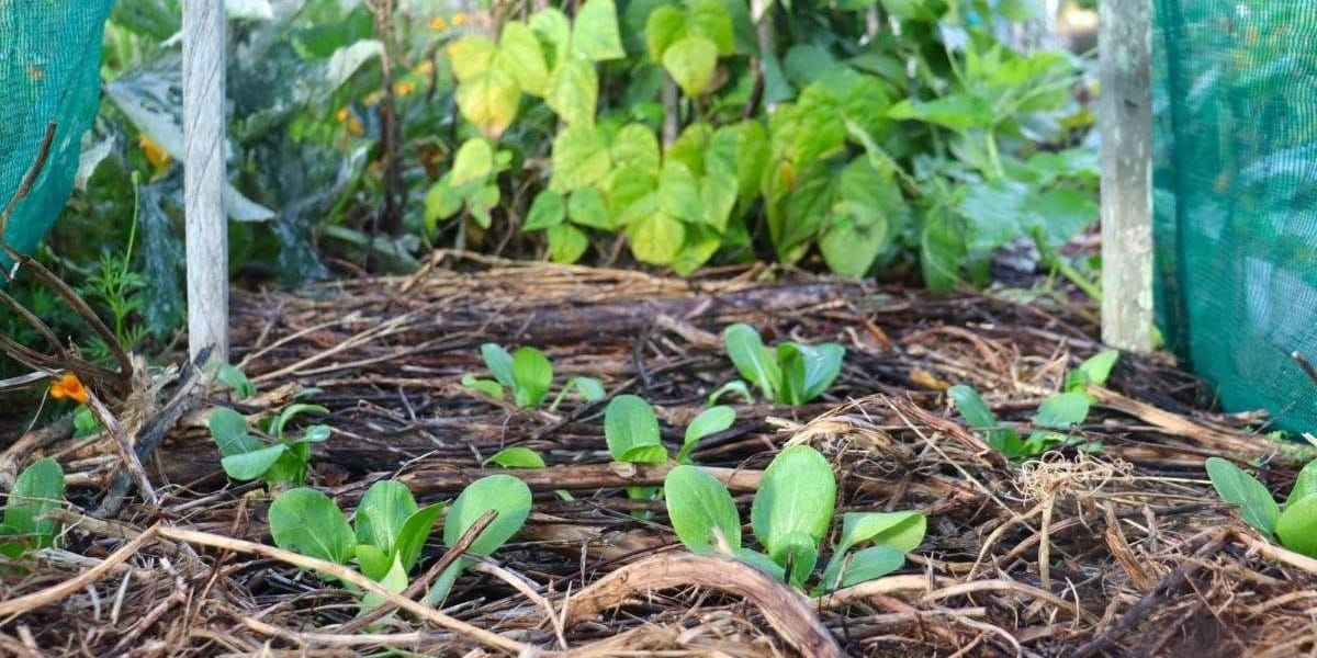 bok choy under shade ediblebackyard nz