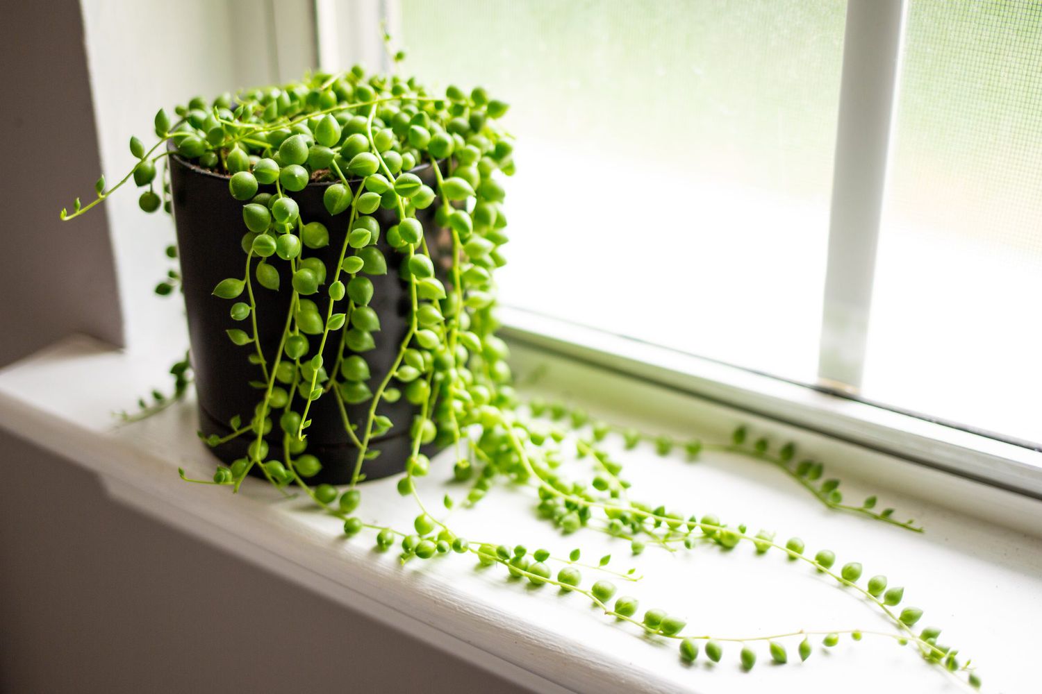 string of pearls plant windowsill getty 0423 2000 2ab4a535d4454568a5e12710b67f7d25