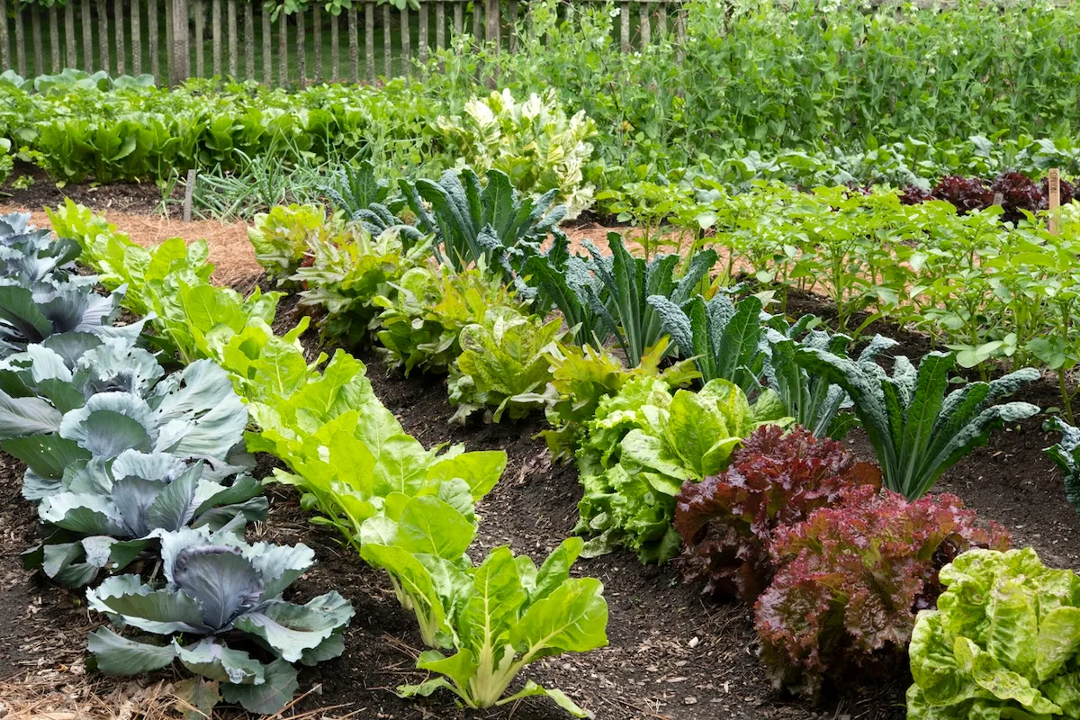 iStock 1418173645 vegetable garden layout