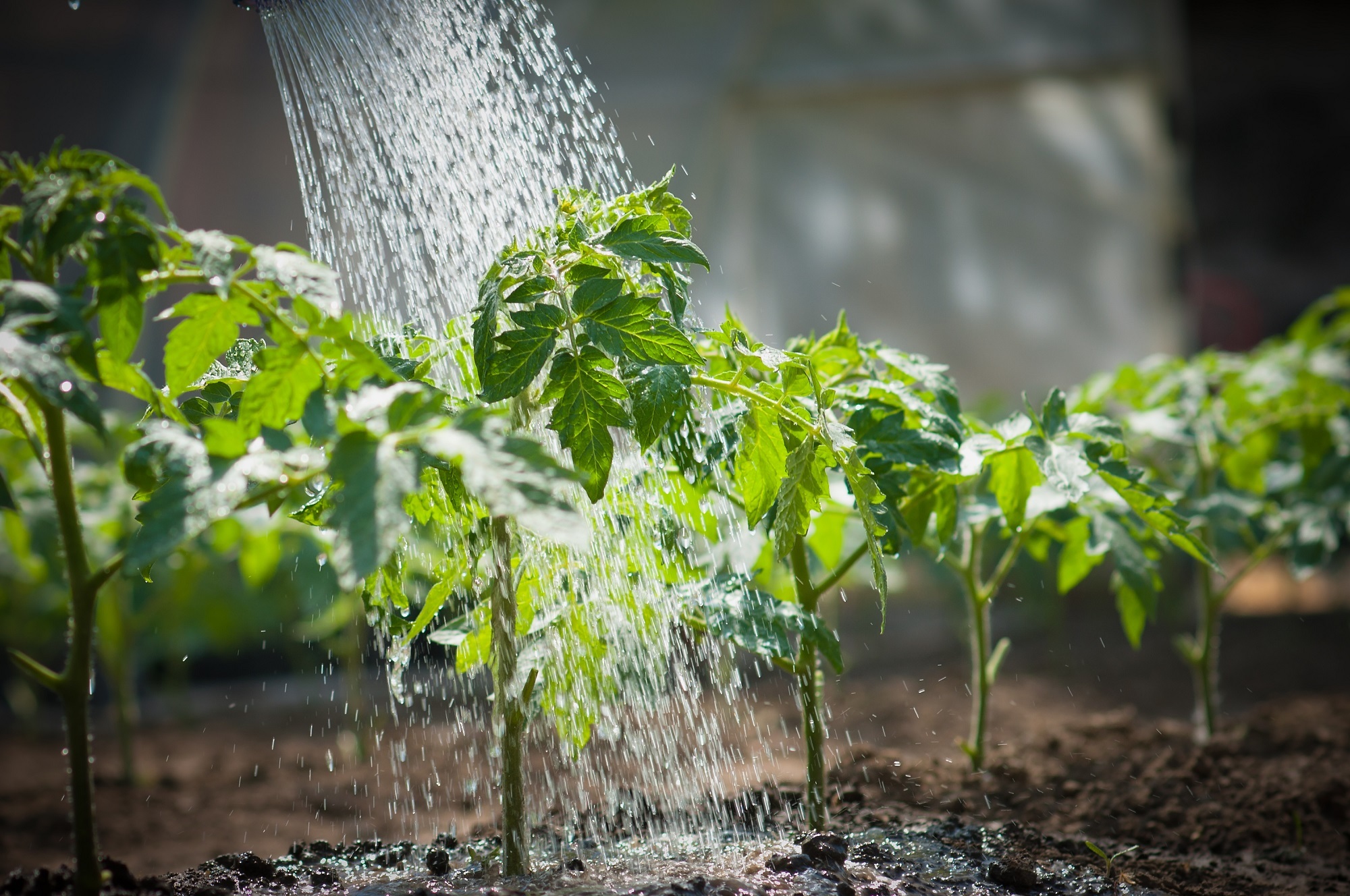 watering tomato seedlings resized