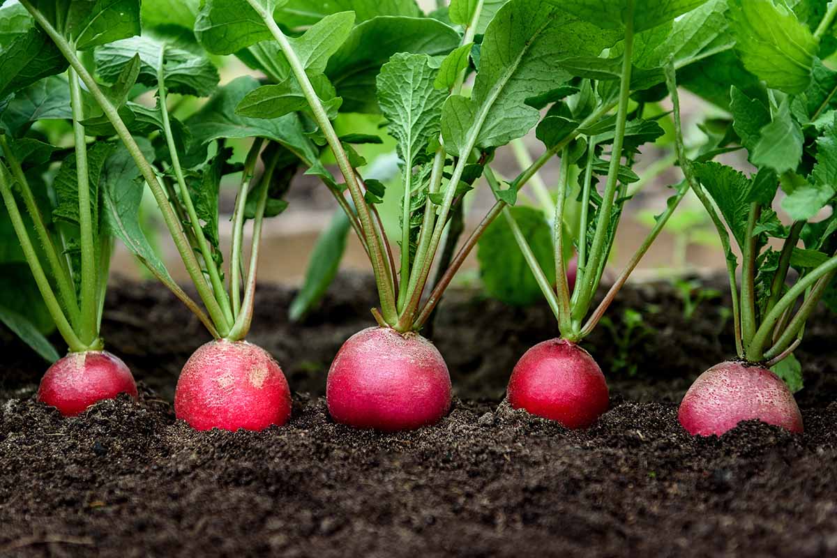 Red Radishes Growing in the Garden