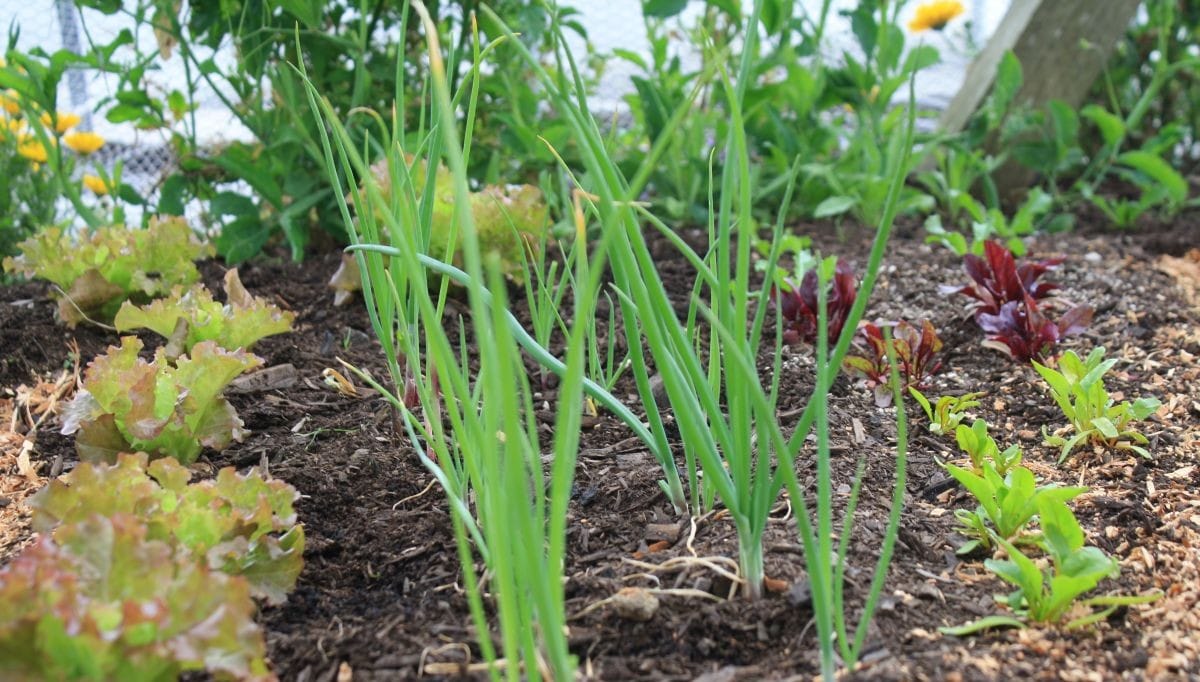 SUCCESSION quick crops of beetroot and salads with a longterm onion crop