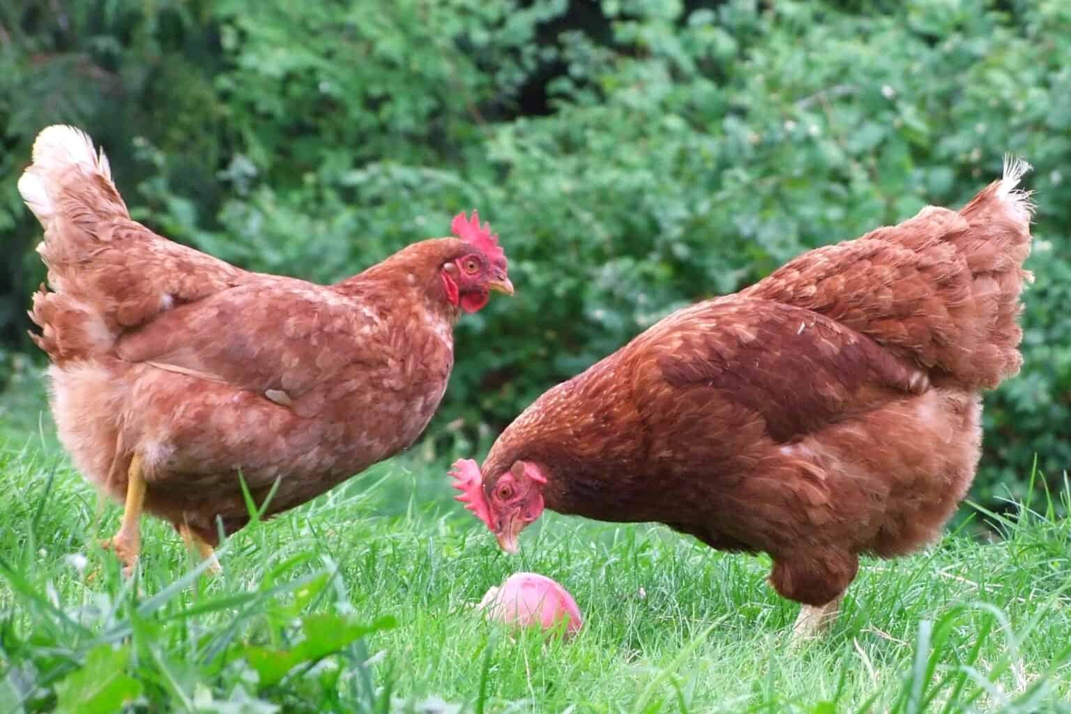 ISA Brown chickens in a farm 1536x1024 1