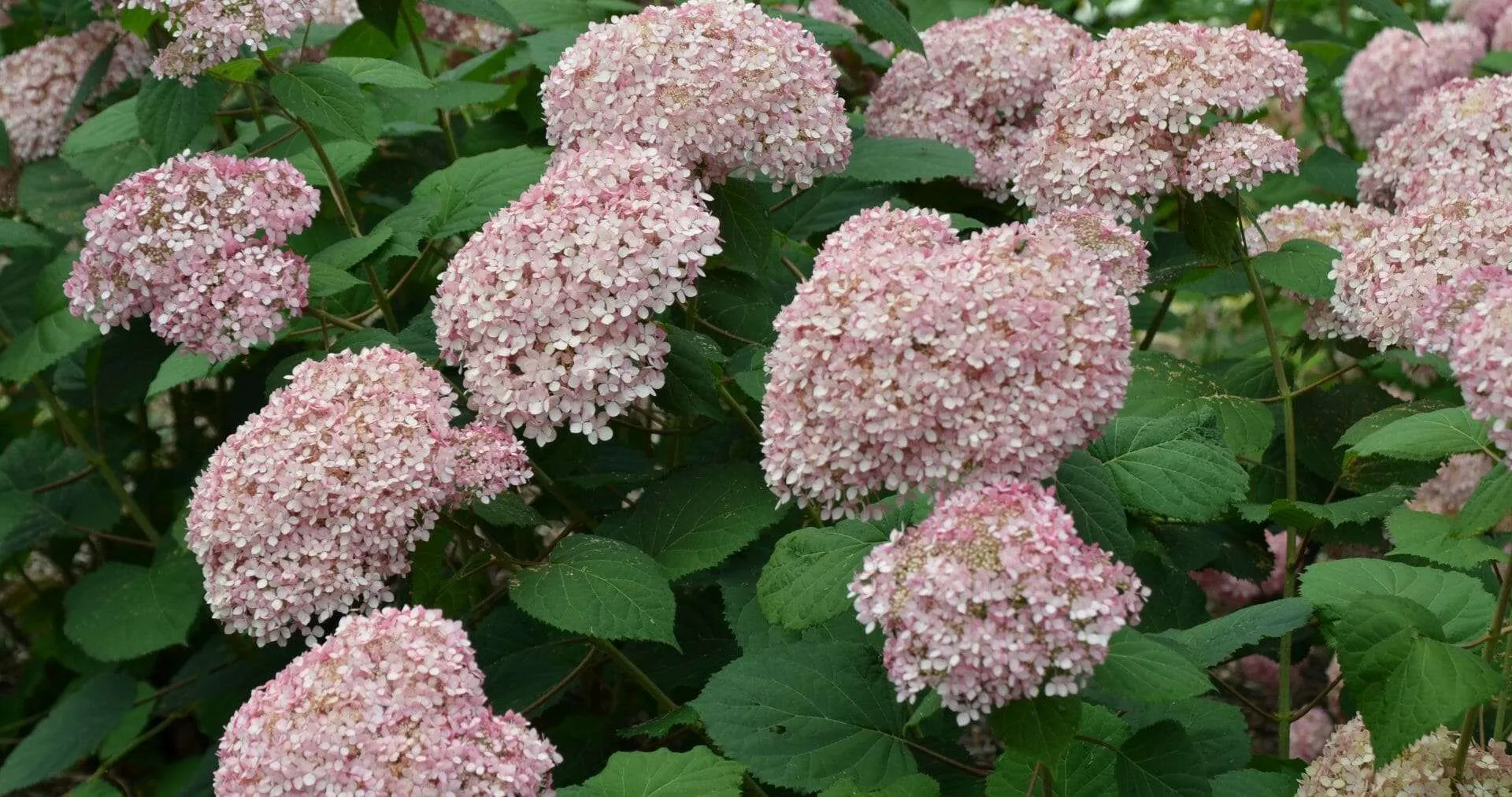 SpiritII070618 5166 1920x1012 1