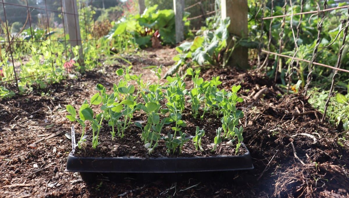 peas in plug trays edible backyard nz
