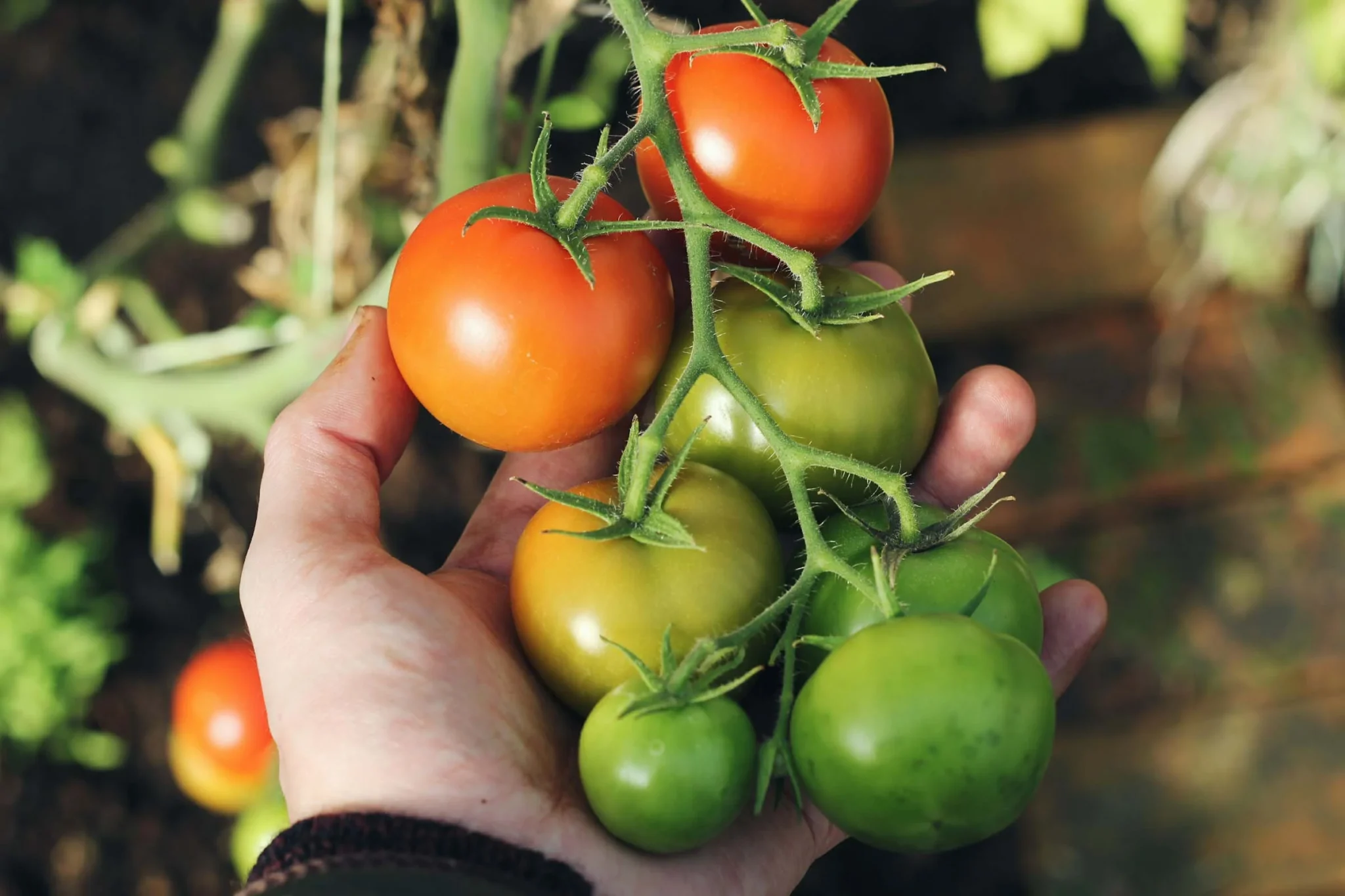 Hand With Tomatoes
