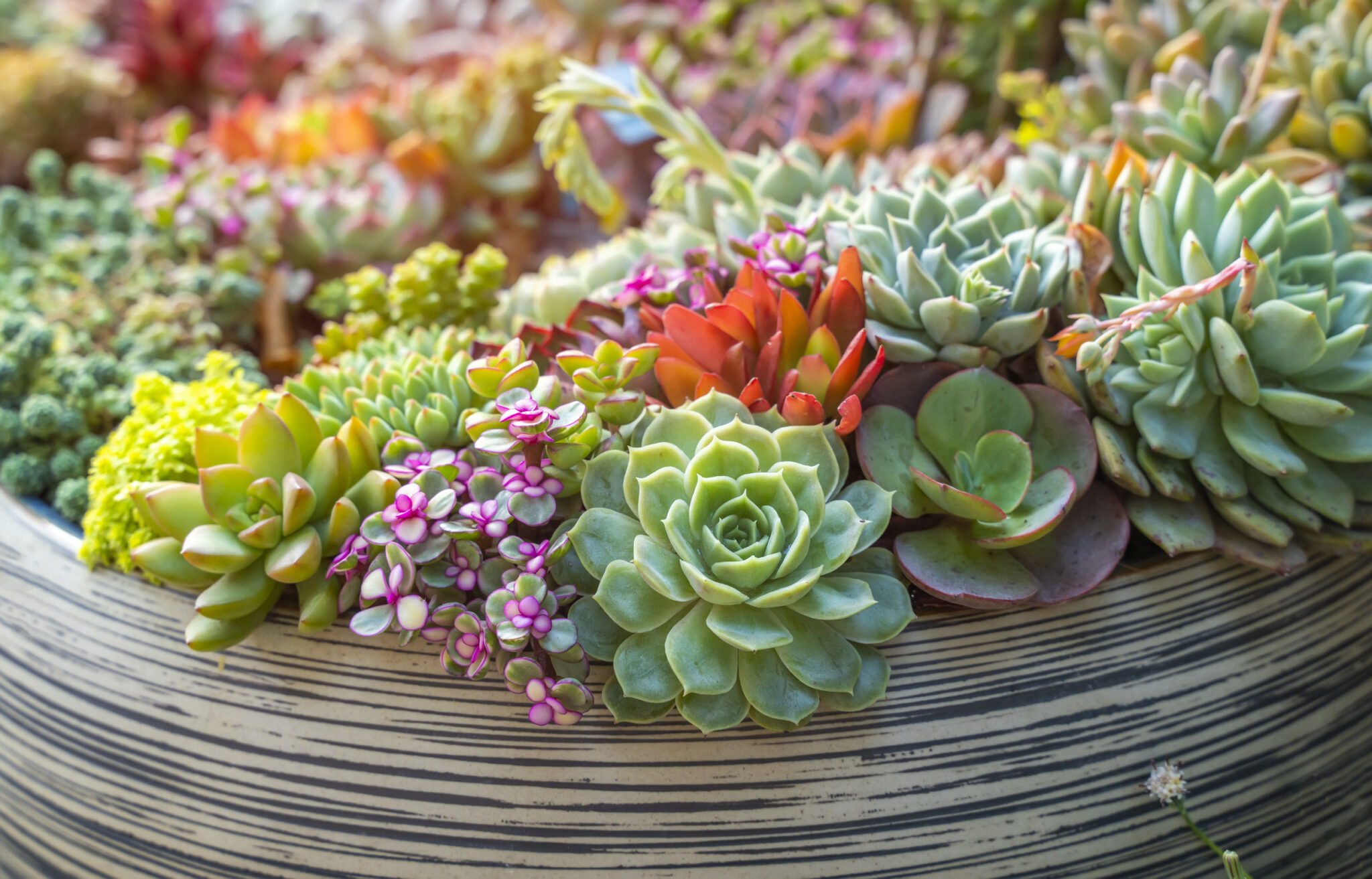 bed succulents
