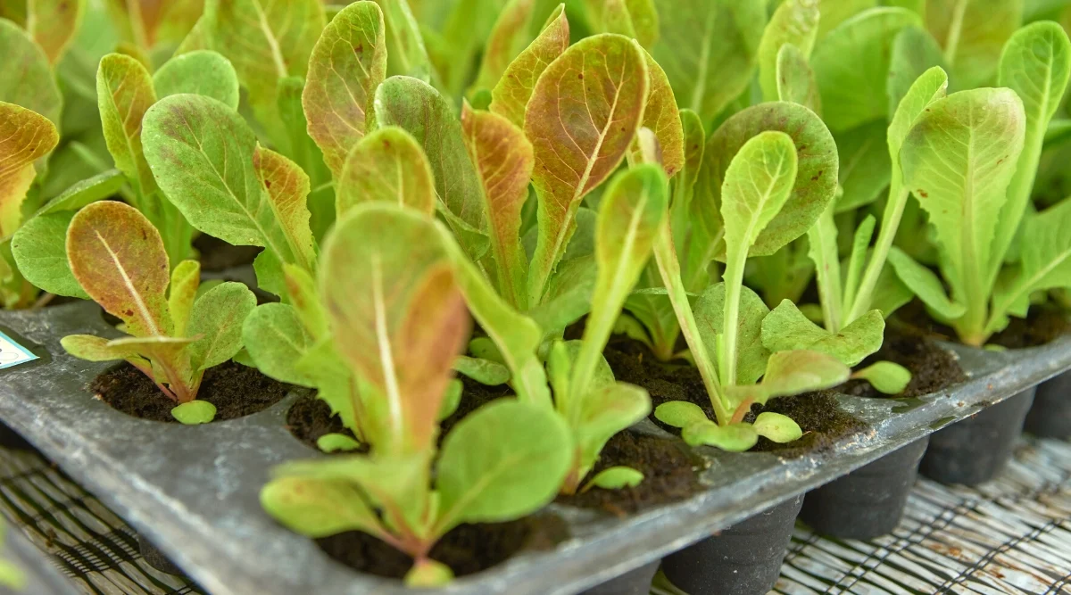 lettuce seedlings in seedling trays