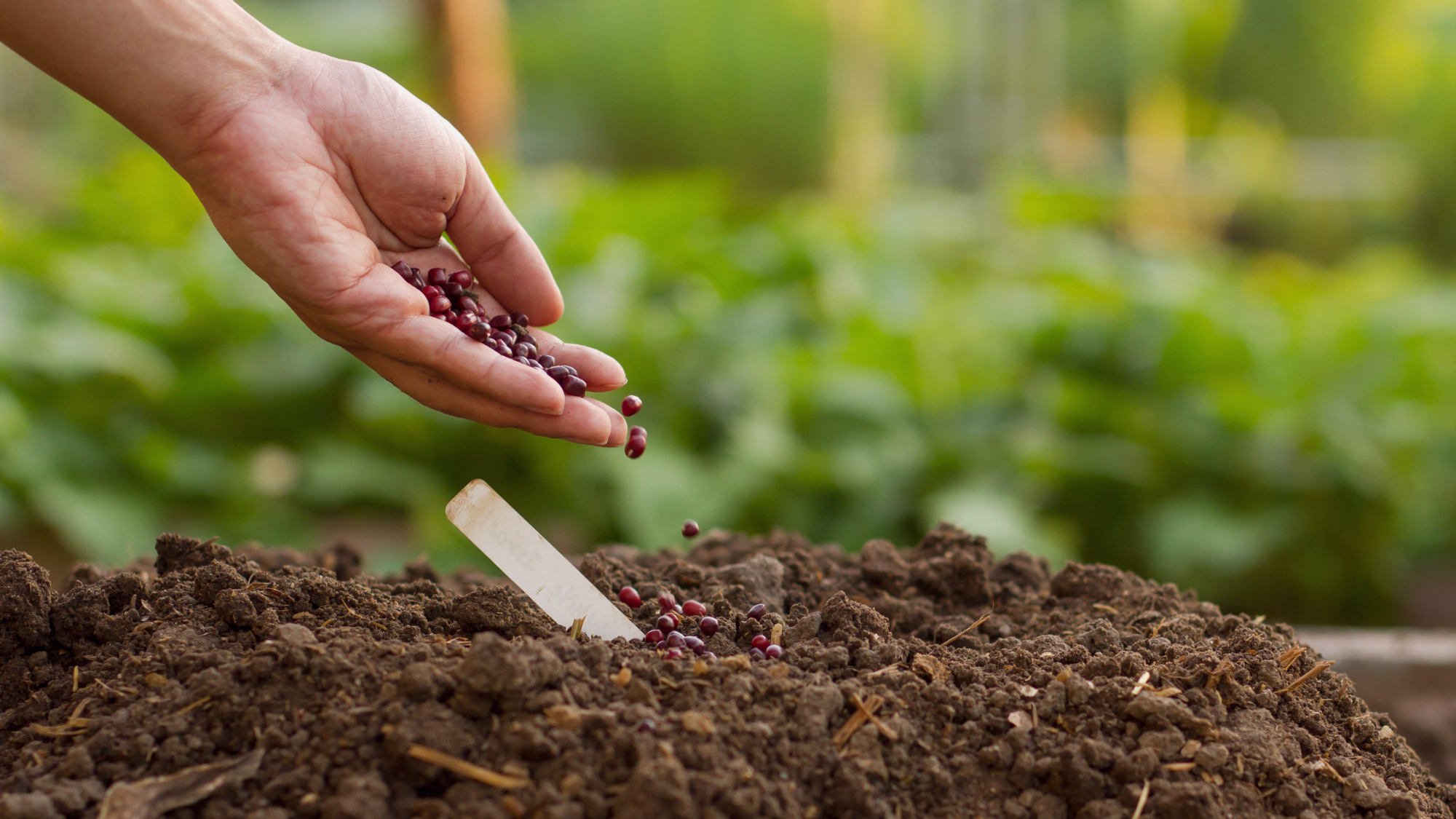 seed sowing featured
