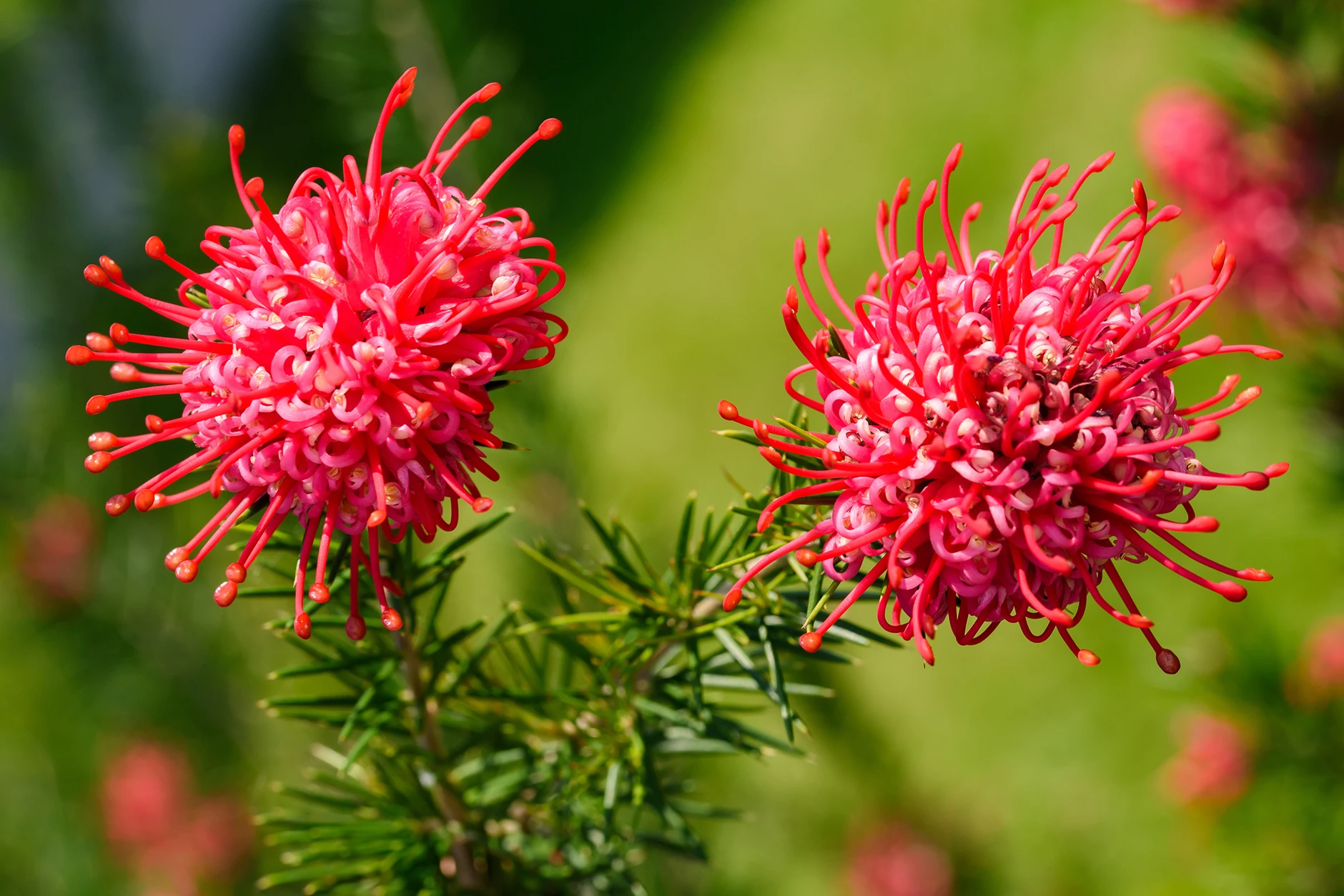 2048x1365Grevillea juniperaSEOGettyImages 1971256149 69eaeed