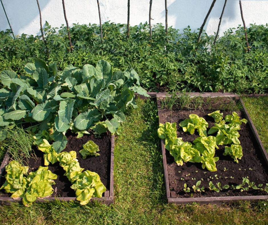 Food gardening veggie patch